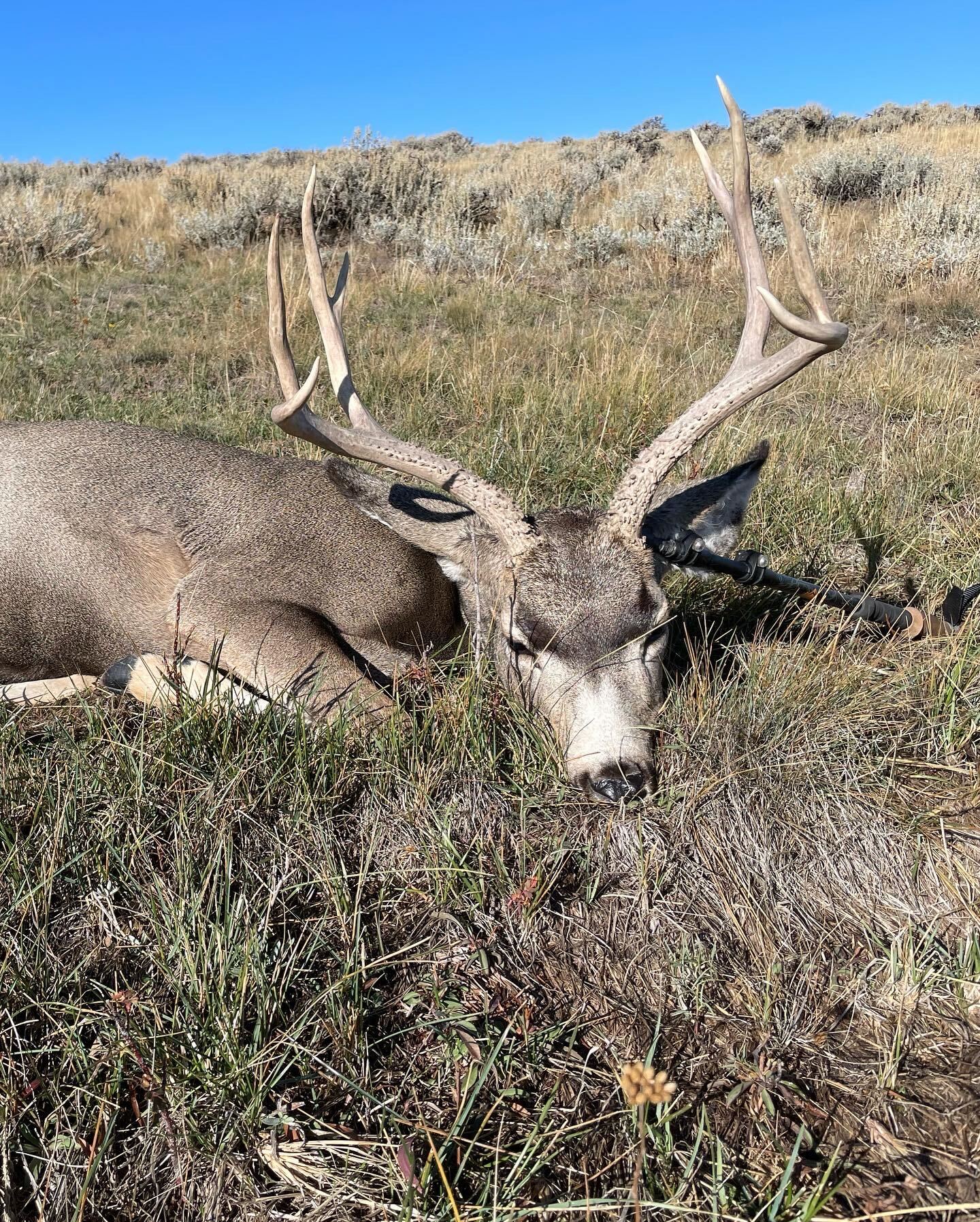 Spring Creek - 5-Day Deer Hunt